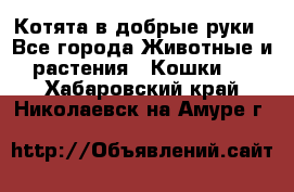 Котята в добрые руки - Все города Животные и растения » Кошки   . Хабаровский край,Николаевск-на-Амуре г.